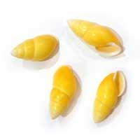 Amphidomus Quadrassi