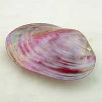 Bivalve Teinté rose