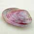 Bivalve Teinté rose (5 €)