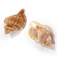 Bursa Rana