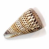 Conus Litteratus