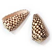 Conus Marmoreus