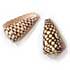 Conus Marmoreus (3.50 €)