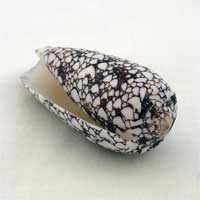 Conus Omaria