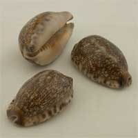 Cypraea Arabica Naturel