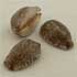 Cypraea Arabica Naturel (2 €)