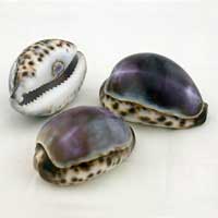 Cypraea Tigris Violet