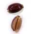 Cypraea Arabica Violet (2 €)