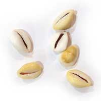 Cypraea Moneta Naturel
