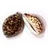 Cypraea Tigris Naturel (2 €)