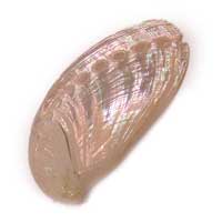Haliotis Asinina