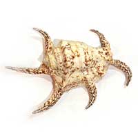 Lambis Chiragra