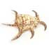 Lambis Chiragra (6 €)
