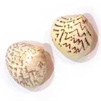 Leoconcha Castrensis