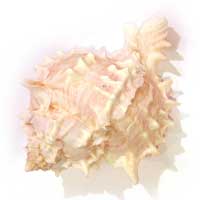 Murex Rose