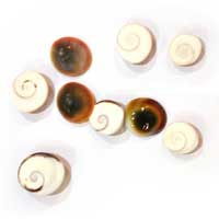 Operculum Turbo