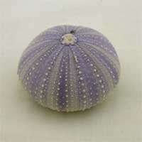 Oursin Violet