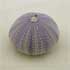 Oursin Violet (1.50 €)