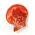 Pecten Senatorius (2.50 €)