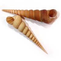 Turitella Terebra