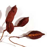Brachyciton Gousse