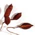 Brachyciton Gousse (0.50 €)