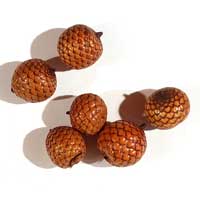 Cane Berry