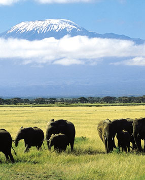 elephant-afrique