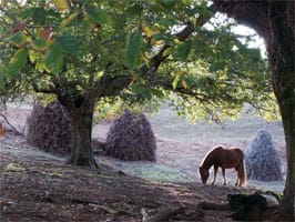 nature calme - pottok