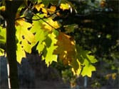 feuilles d'automne ensoleillées