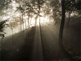 soleil au travers des arbres